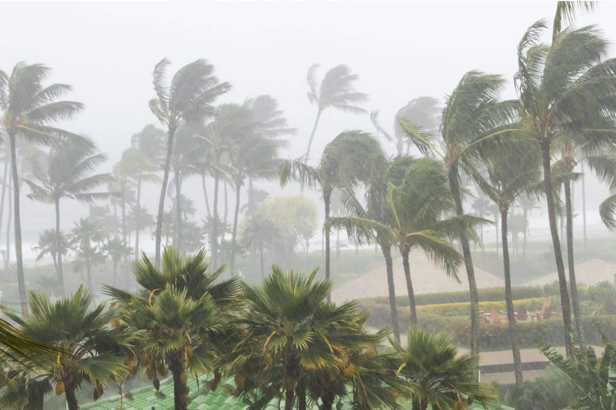 Hurricane blowing palm trees